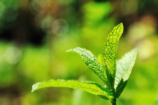 essential oil natural remedy