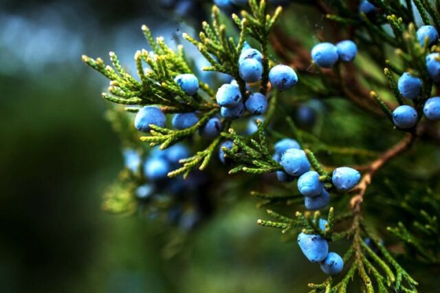 essential oil natural remedy