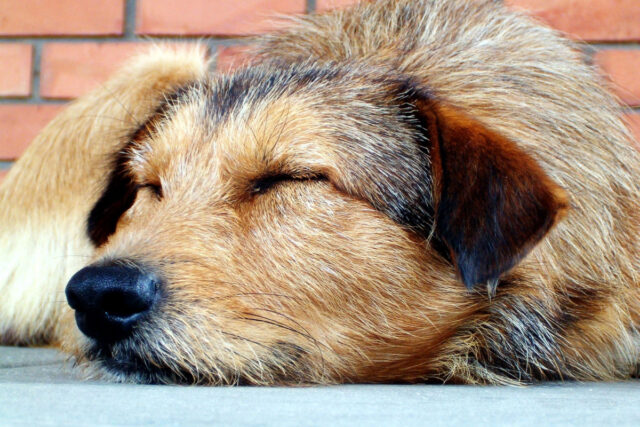 Do Dogs Prefer to Sleep on the Floor or in Bed?