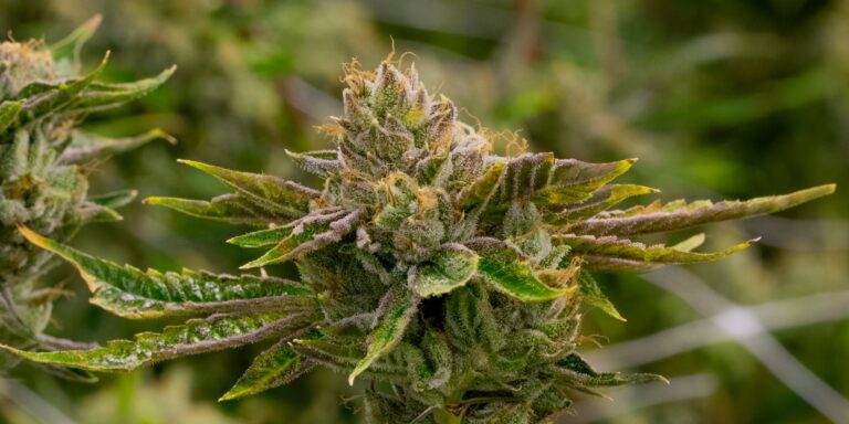 4 Things to Know Before Taking White Cherry Gelato Marijuana Strain